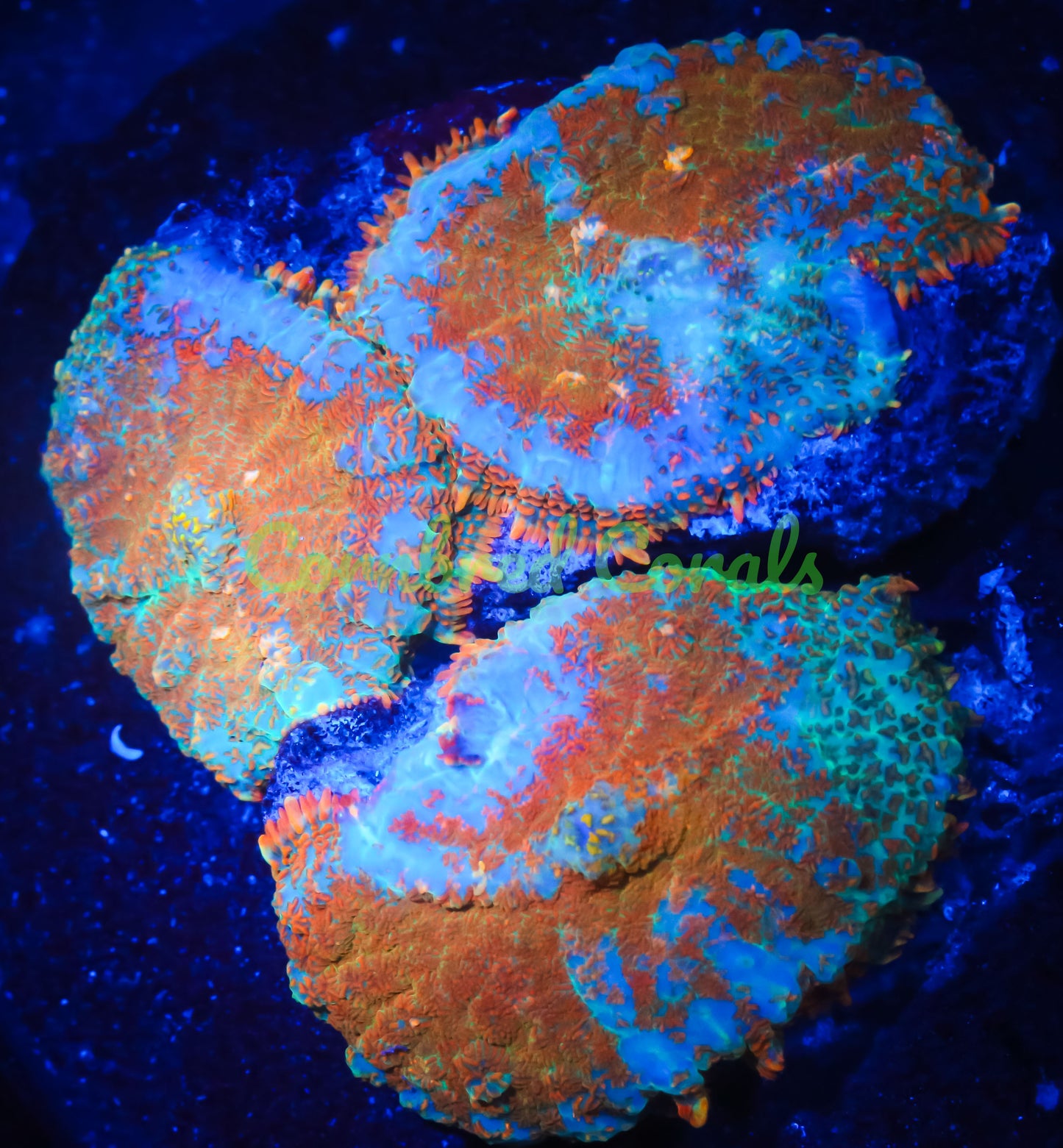 Cornbred's Bahama Mama Mushroom - WYSIWYG