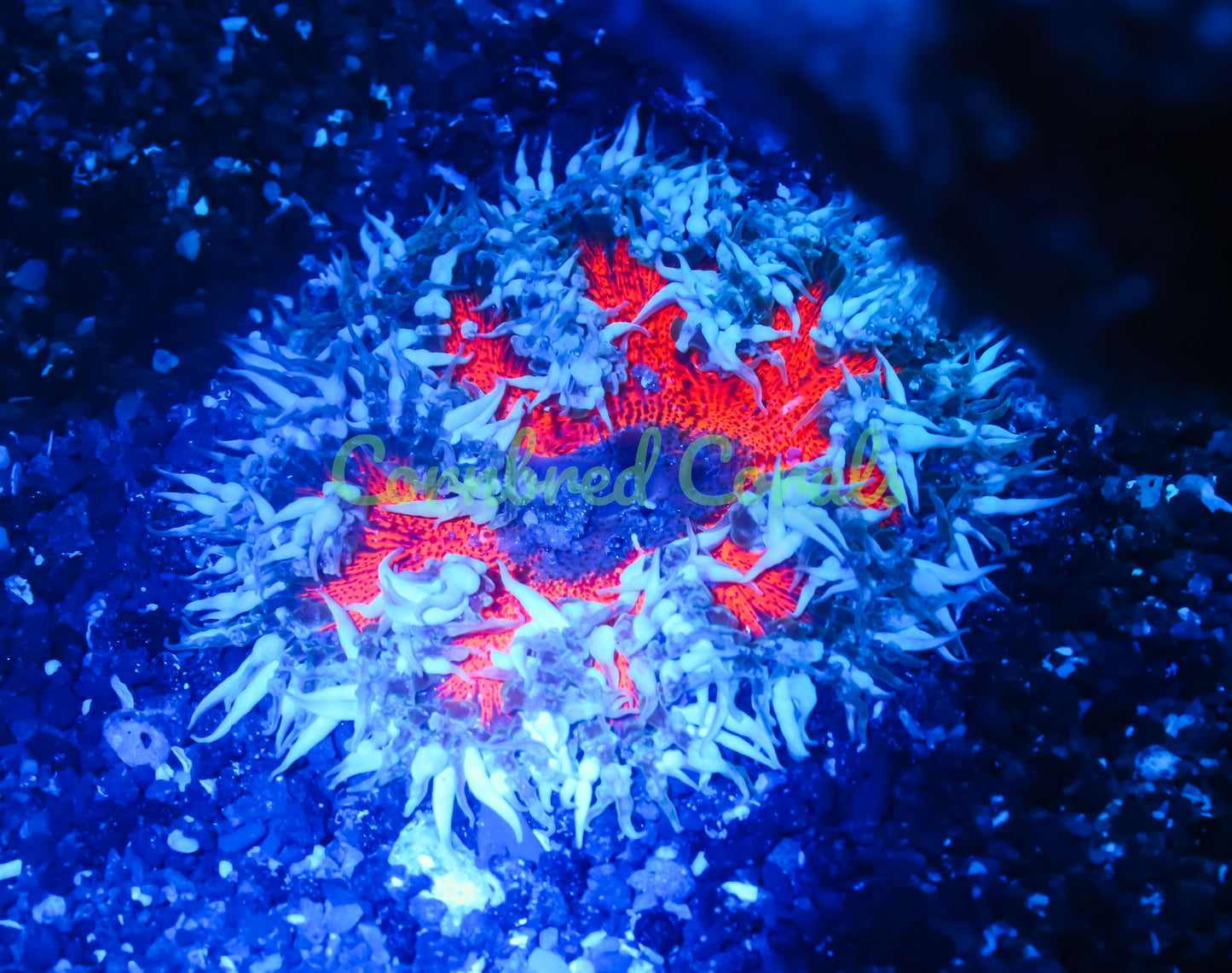 Cornbred's Bullet Hole Rock Nem - WYSIWYG