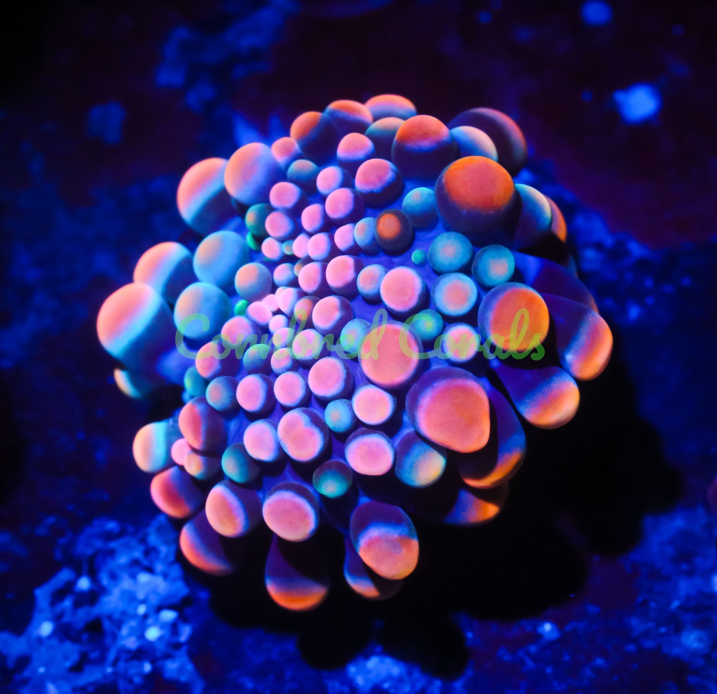 Cornbred's King Kong Bounce Yuma Mushroom - WYSIWYG