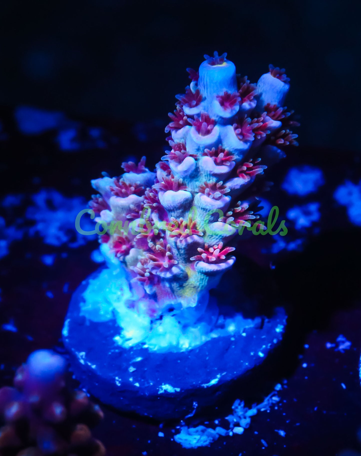 Cornbred's Unicorn Poop Acro - WYSIWYG