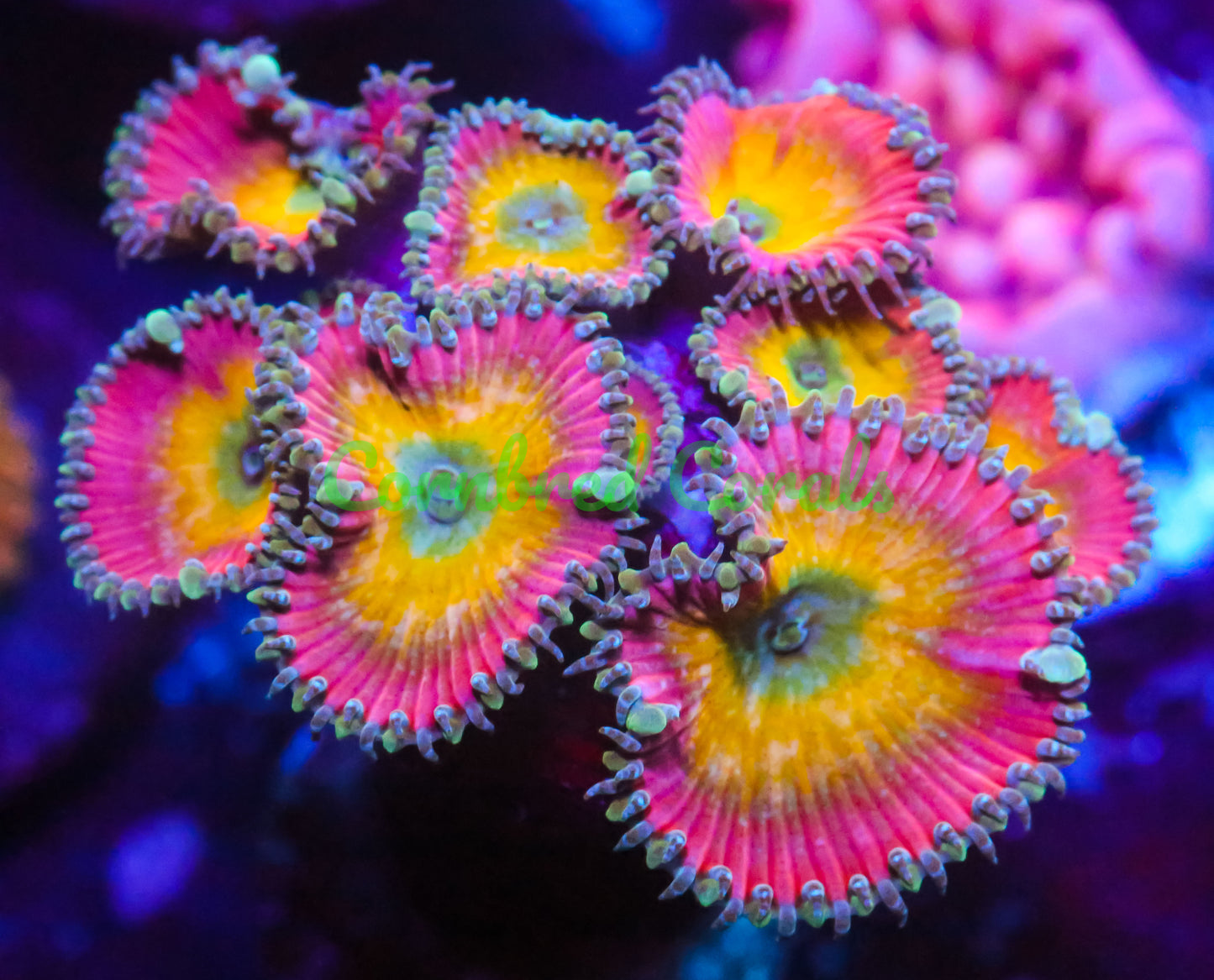 Cornbred's Beauty and the Beast Palys