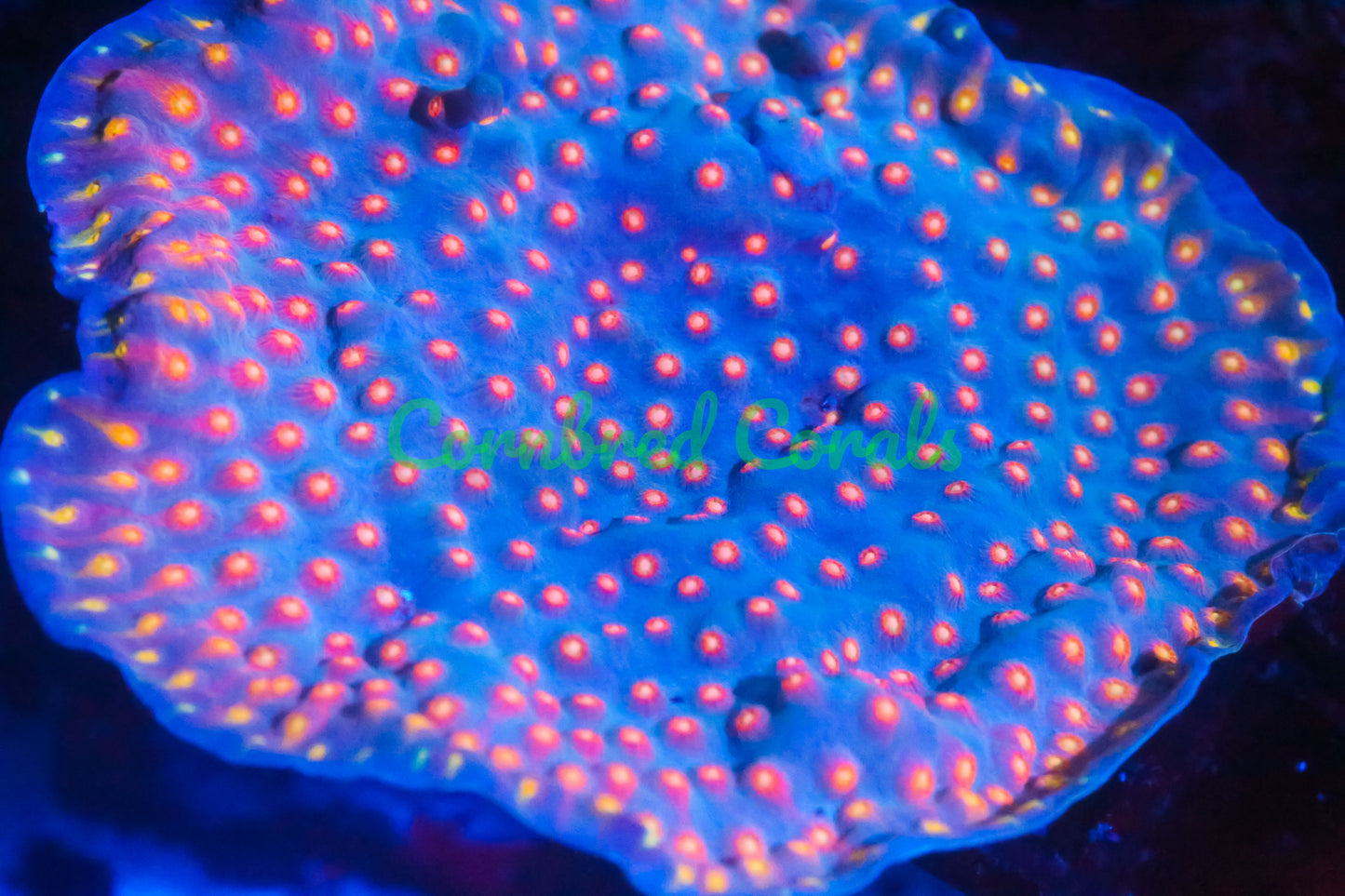 Cornbred's Rainbow Madness Cyphastrea