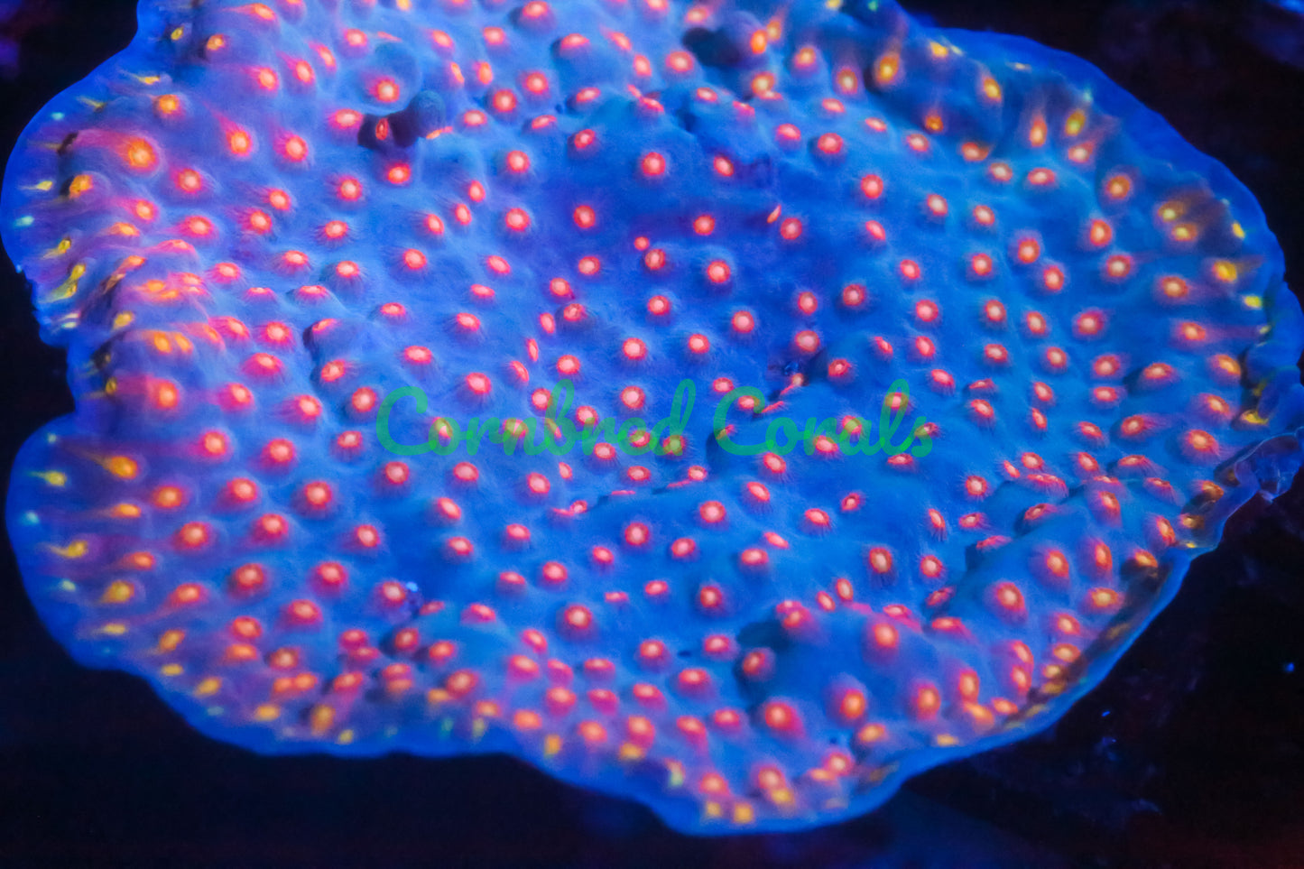 Cornbred's Rainbow Madness Cyphastrea