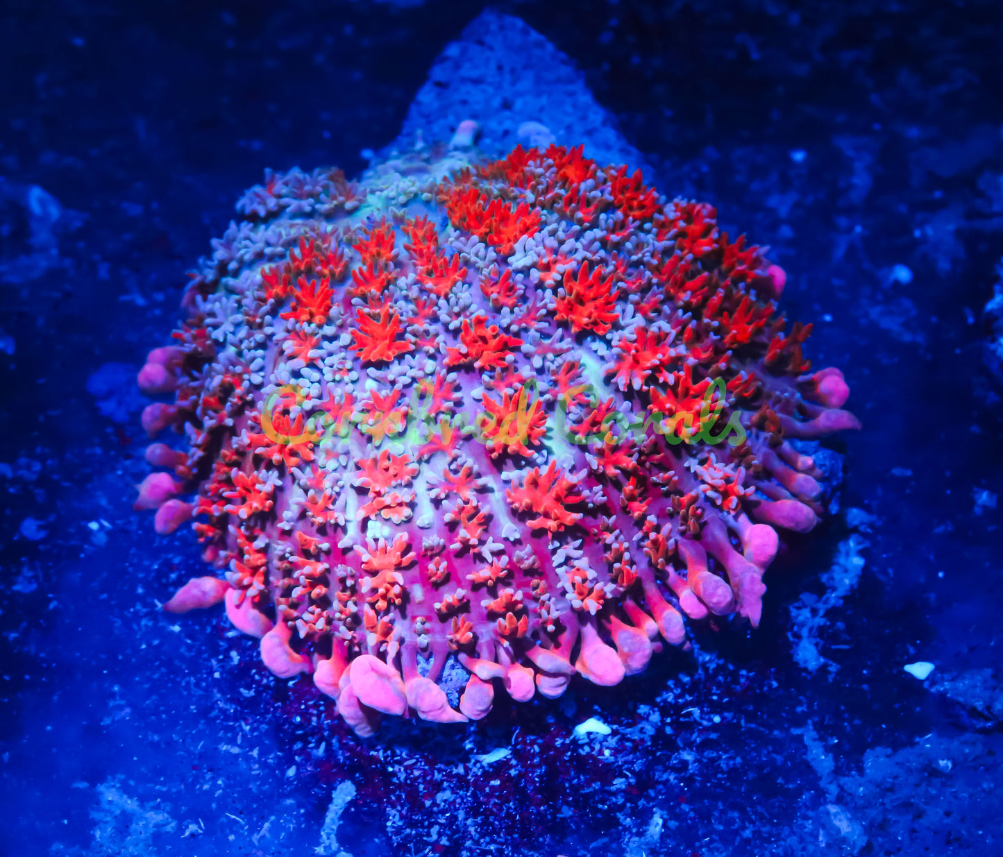 Cornbred's Frankie's Side Piece Bounce Mushroom - WYSIWYG