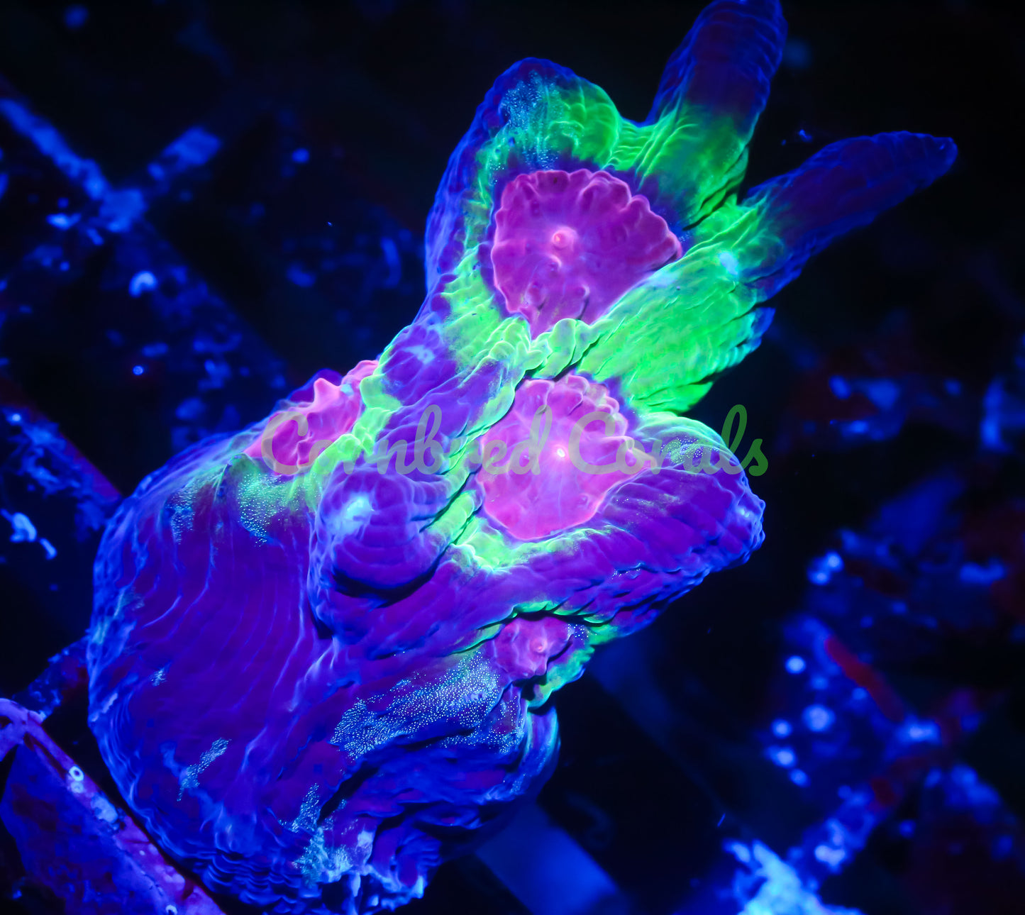 Cornbred's Ultimate Space Invader Pectinia - WYSIWYG
