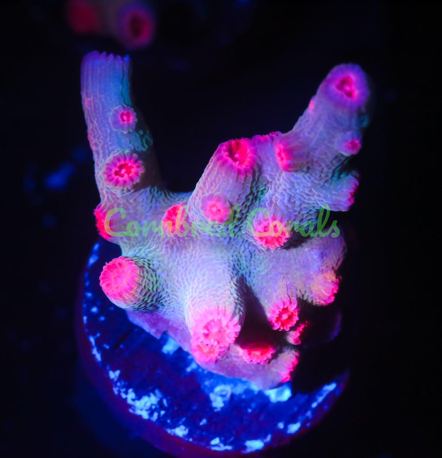 Cornbred's Branching Bleeding Rainbow Cyphastrea - WYSIWYG