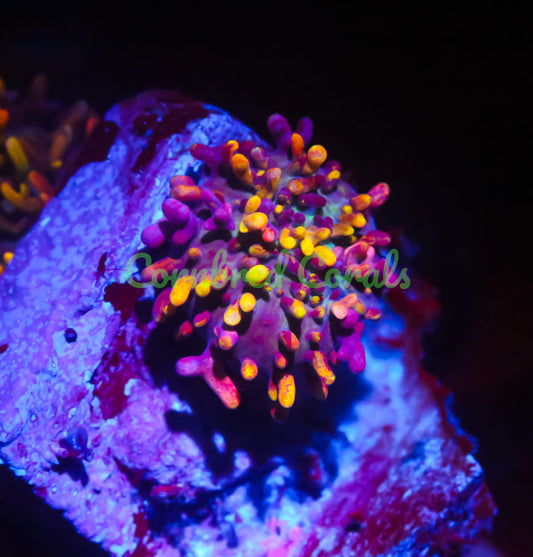Cornbred's Fire Mushroom - WYSIWYG