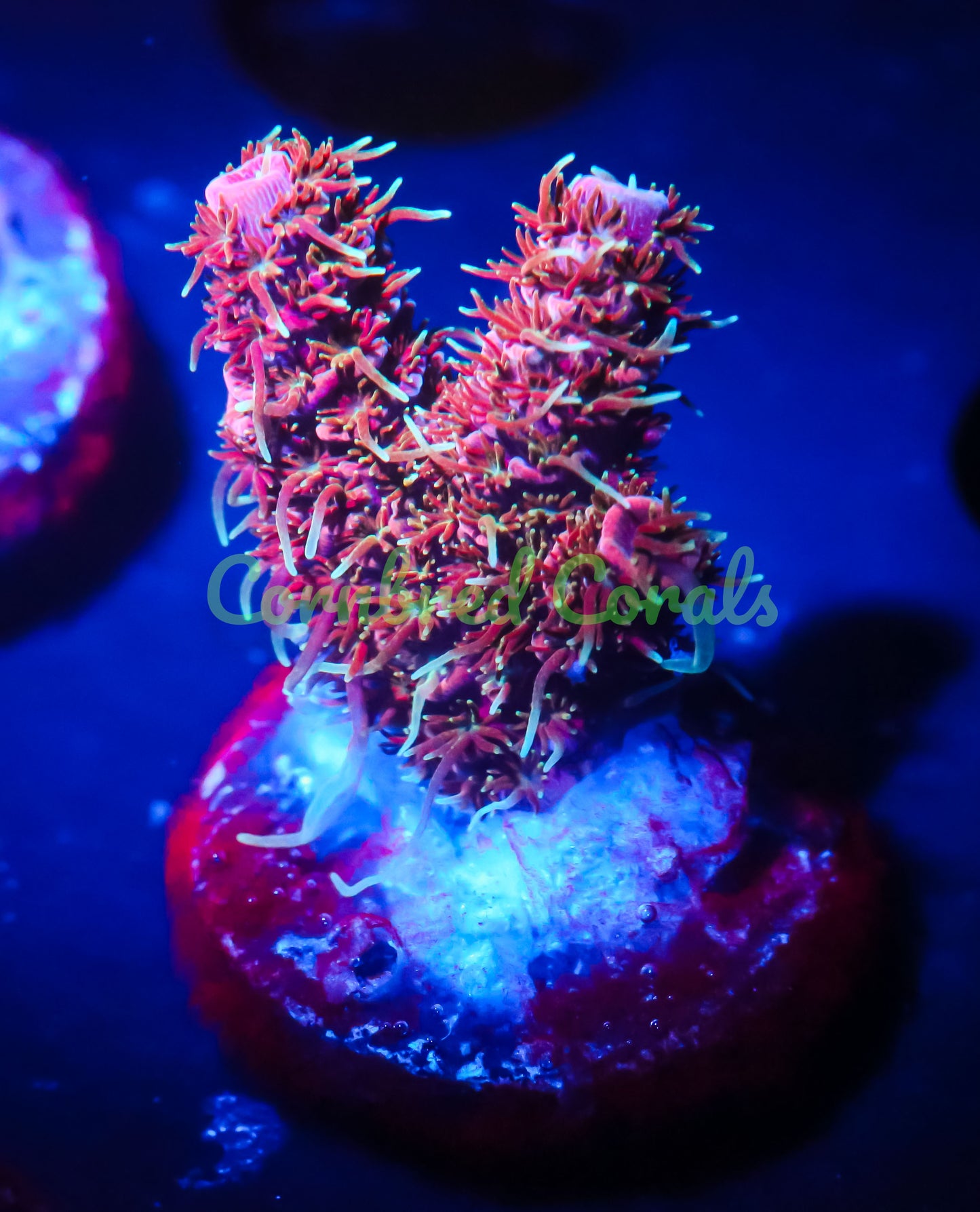 Cornbred's Juicy Fruit Milli - WYSIWYG