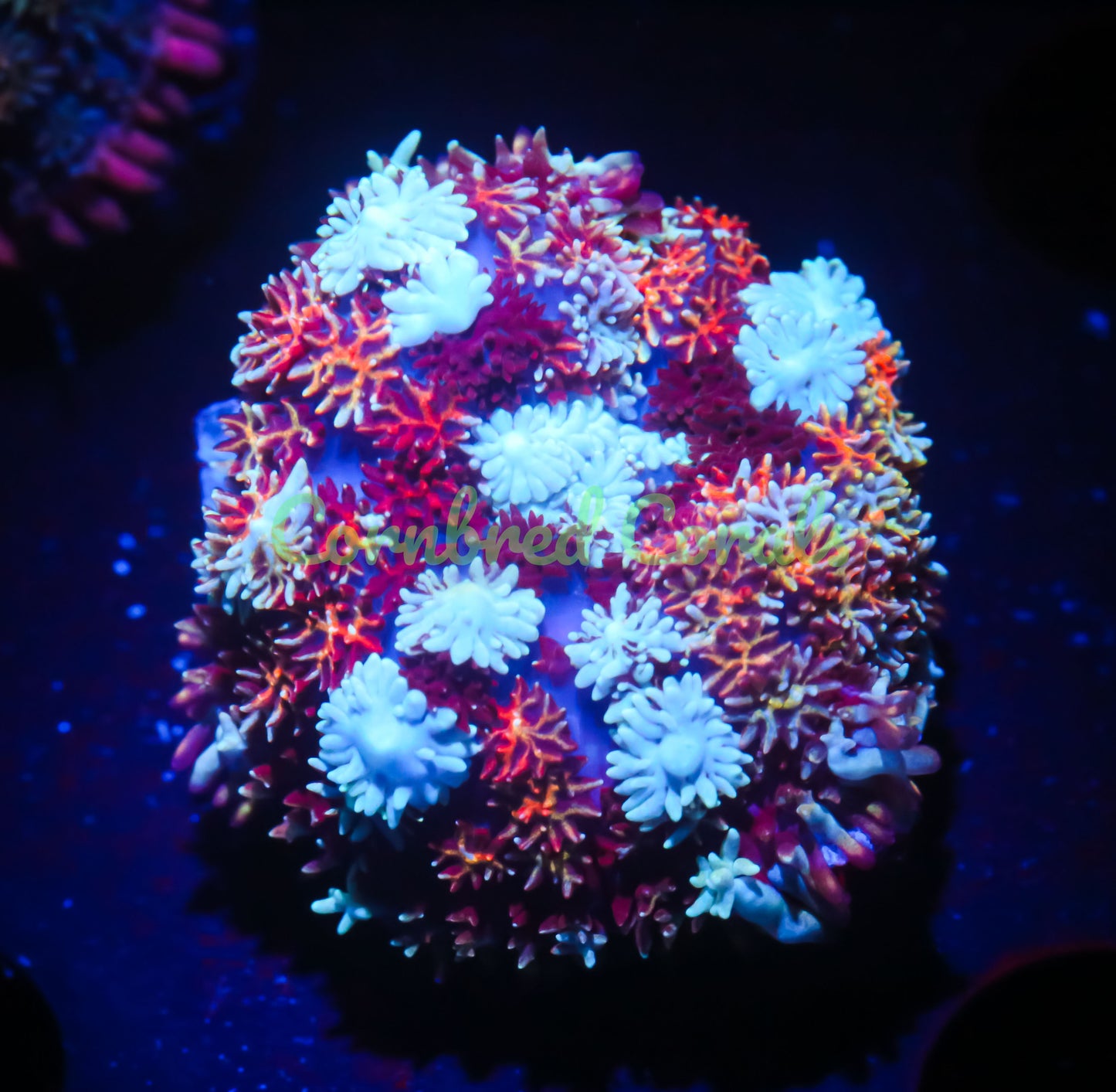 Cornbred's Inferno Rainbow Pin Cushion Mushroom - WYSIWYG