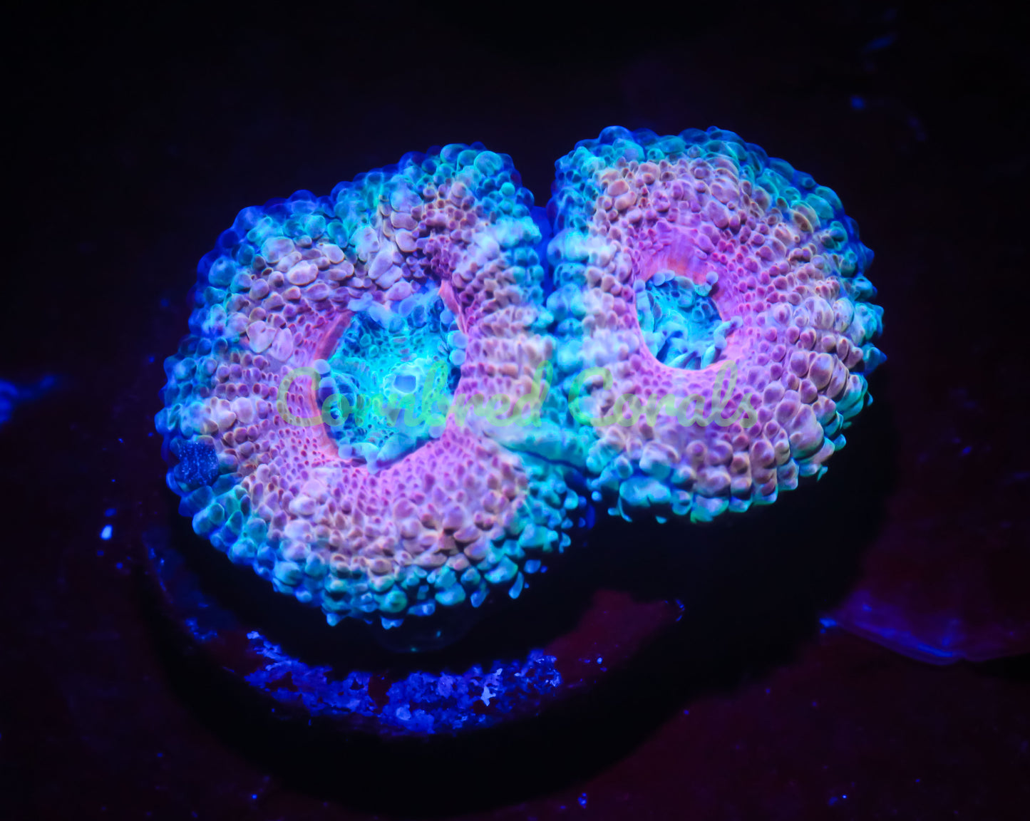 Cornbred's Baby Pink Acan - WYSIWYG