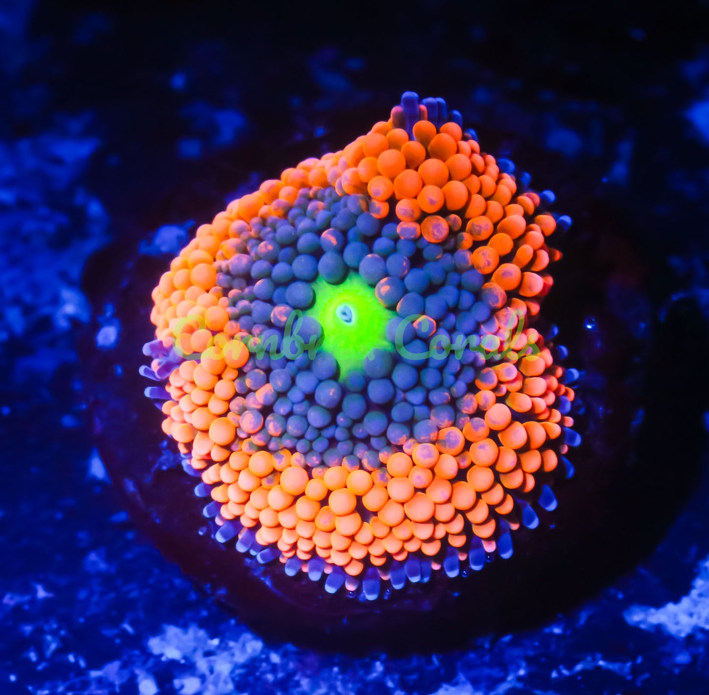 Cornbred's Ultimate Alien Eye Ricordea Mushroom - WYSIWYG