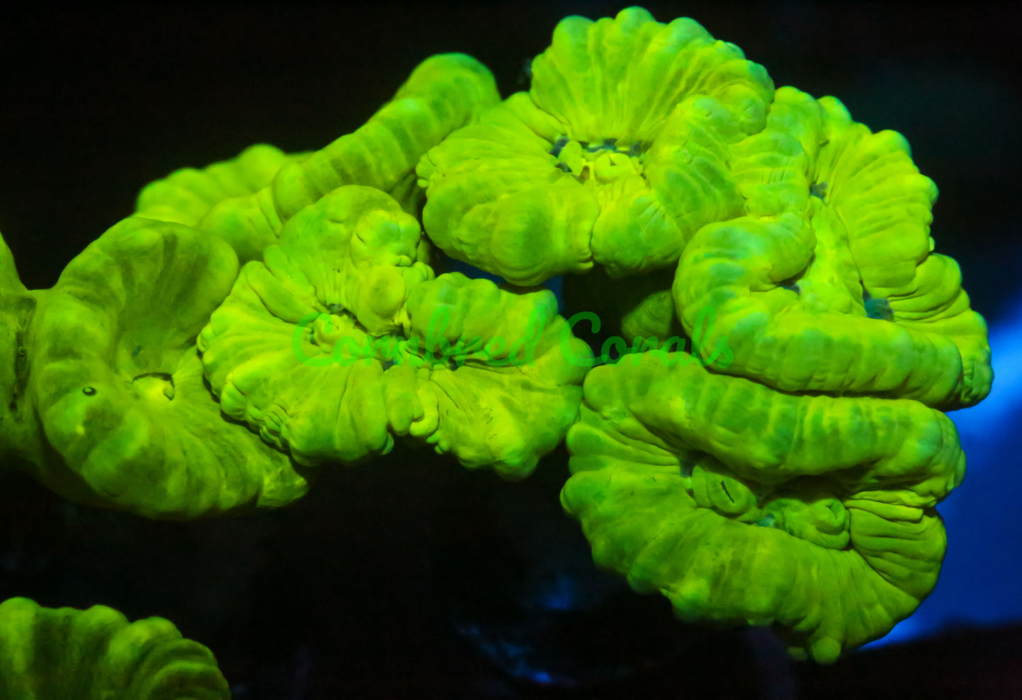 Cornbred's Toxic Candy Cane