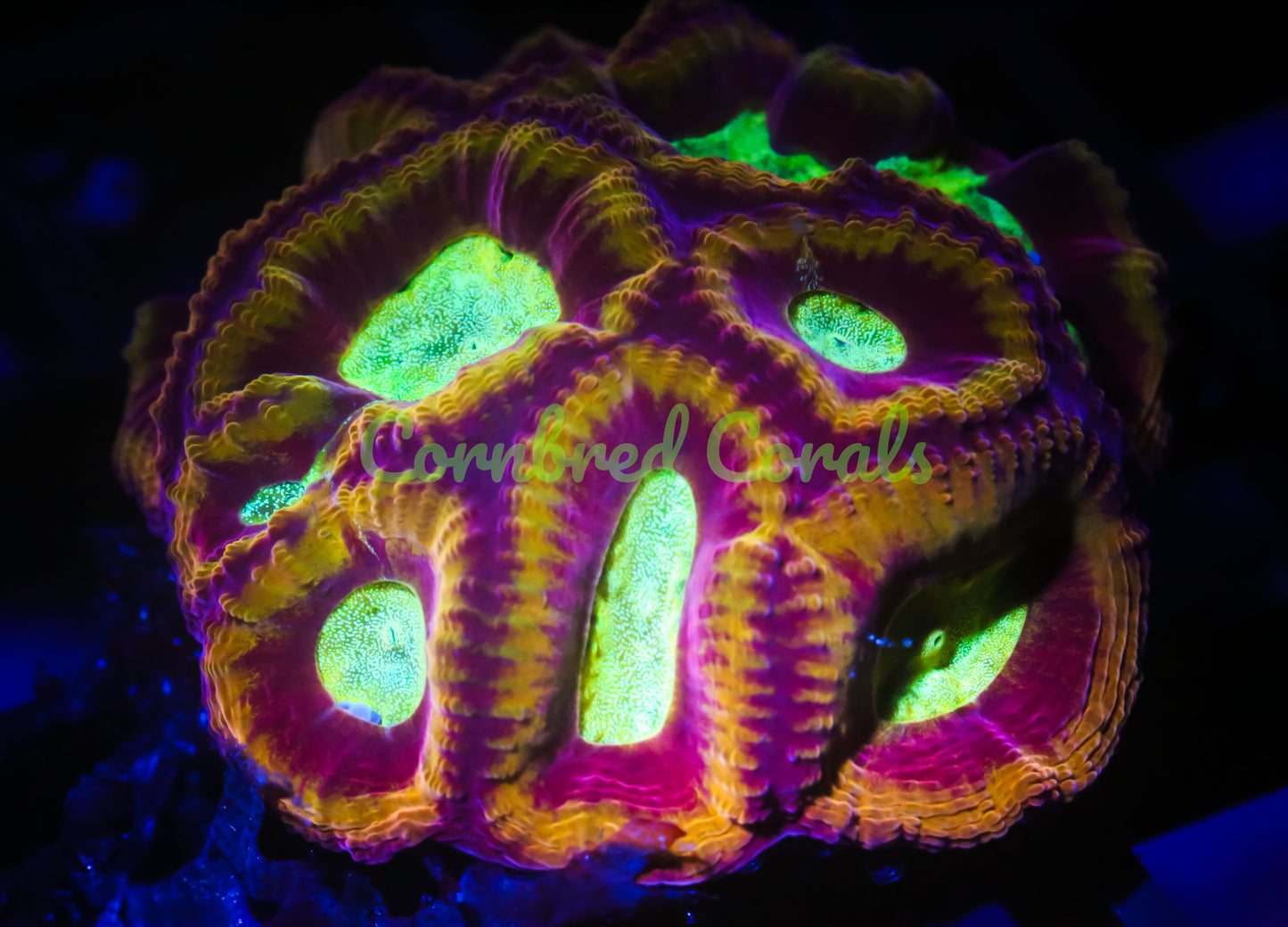 Cornbred's Blood Moon Favia