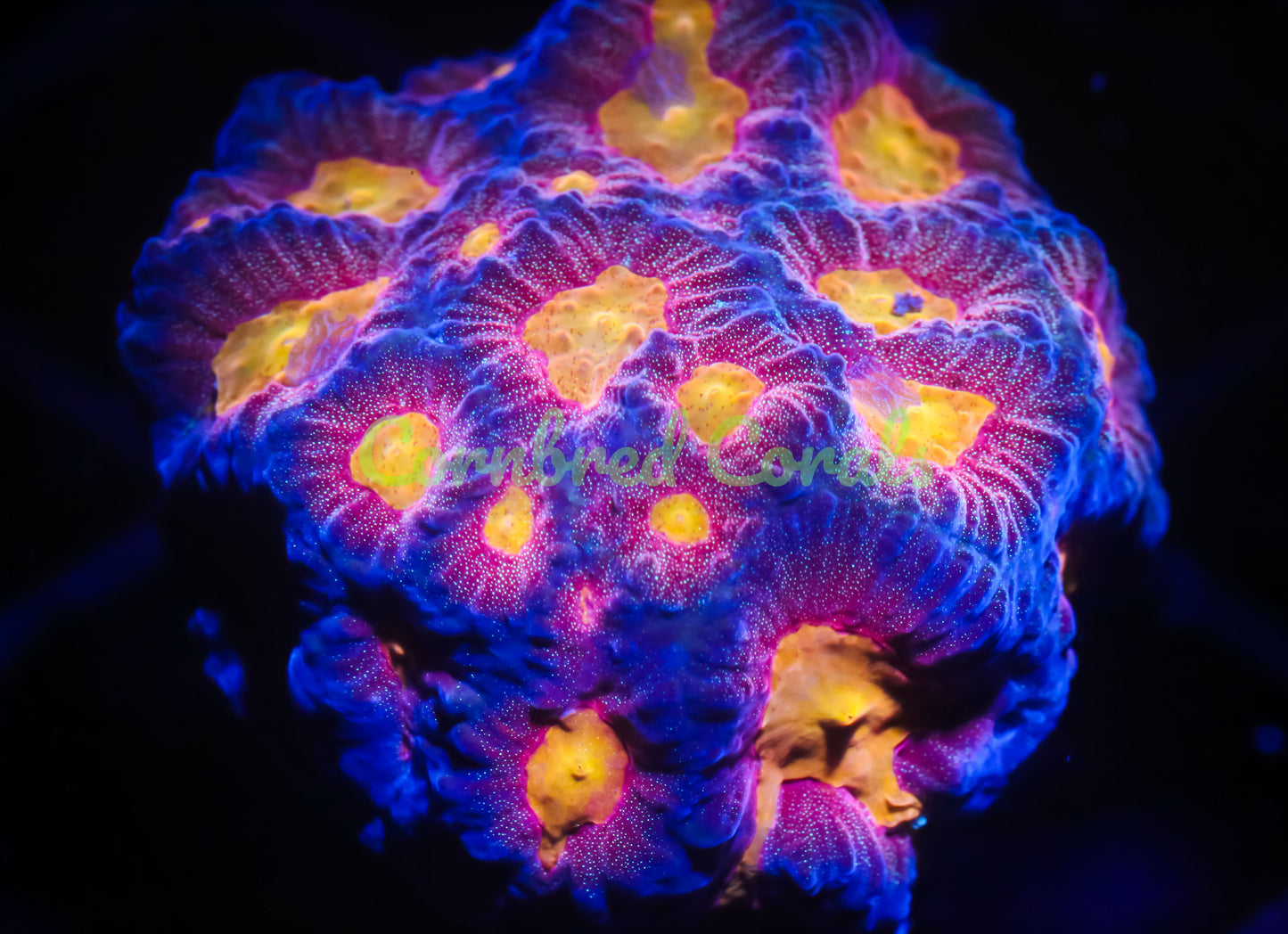 Cornbred's Baby's Breath Favia