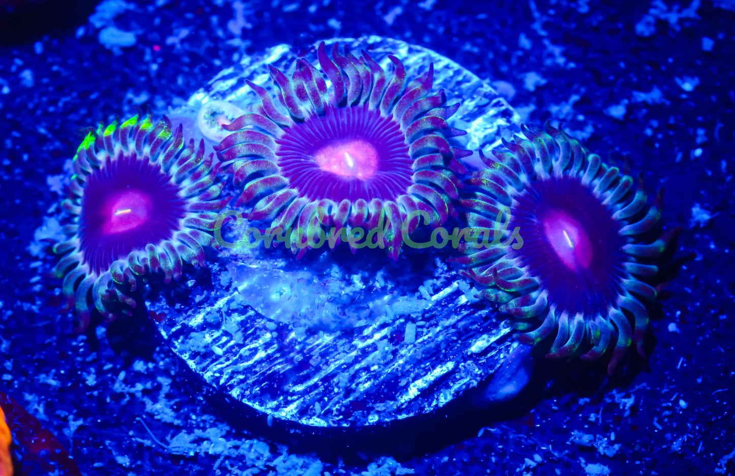 Cornbred's Mary Jane Palys