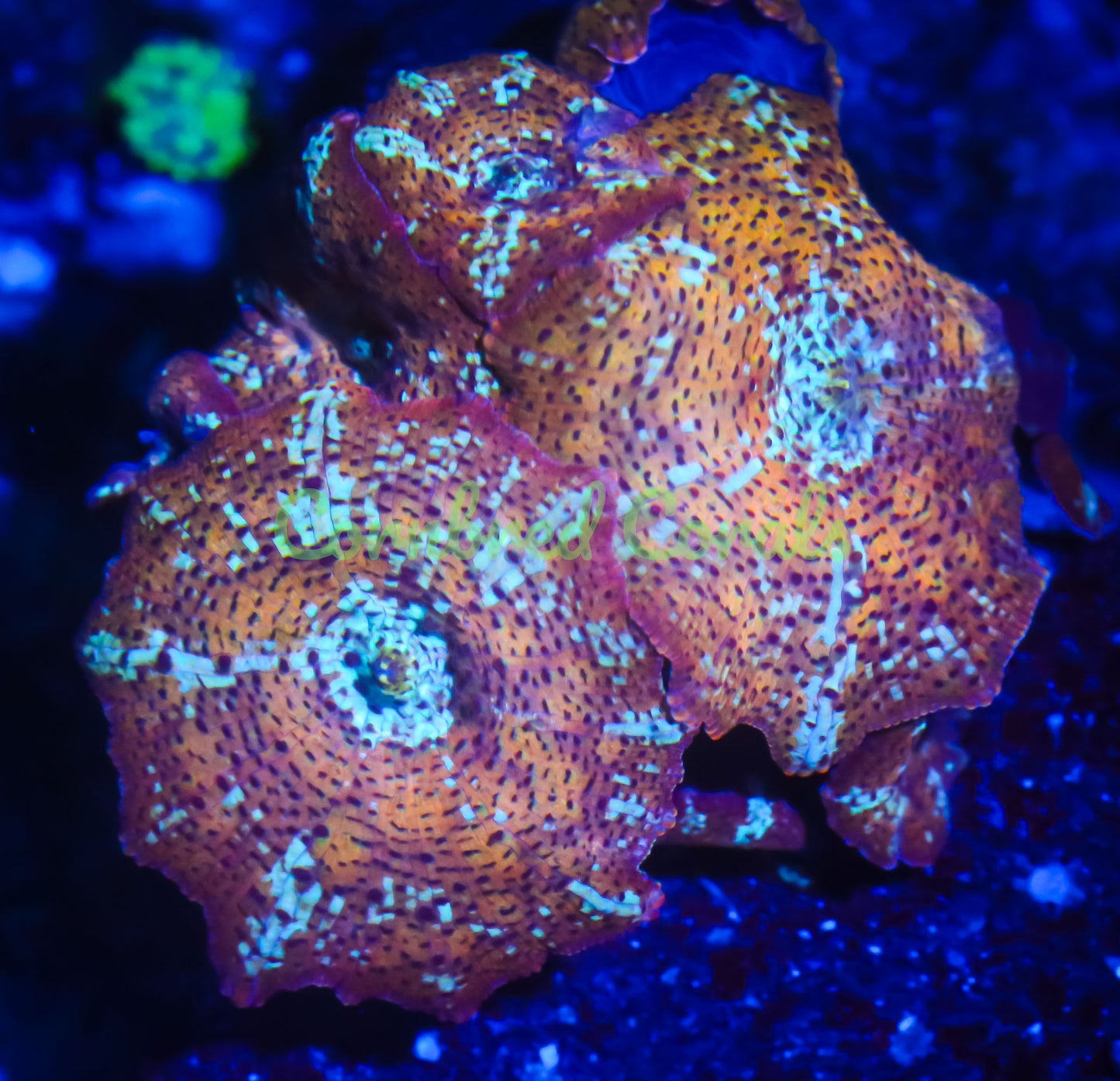 Cornbred's Leopard Discosoma Mushroom - WYSIWYG