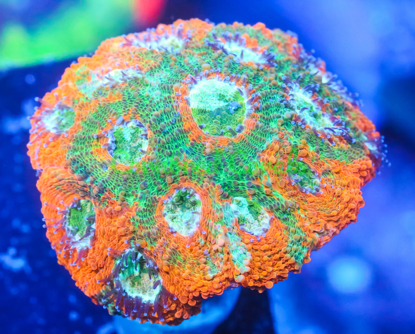 Cornbred's Ultimate Sunset Echinata