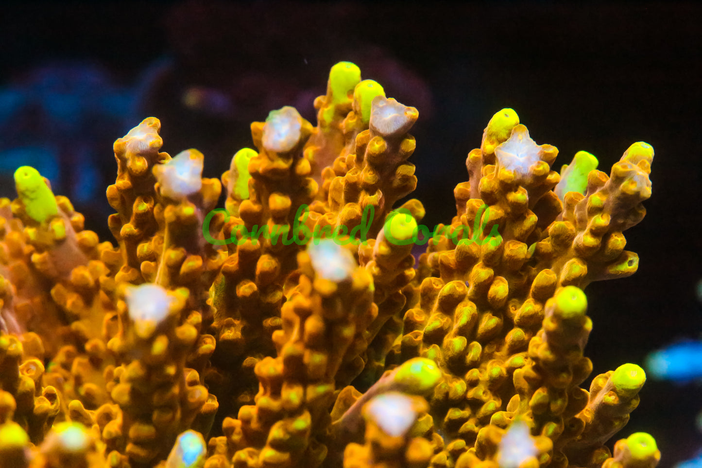 Cornbred's Golden Jawdropper Acro