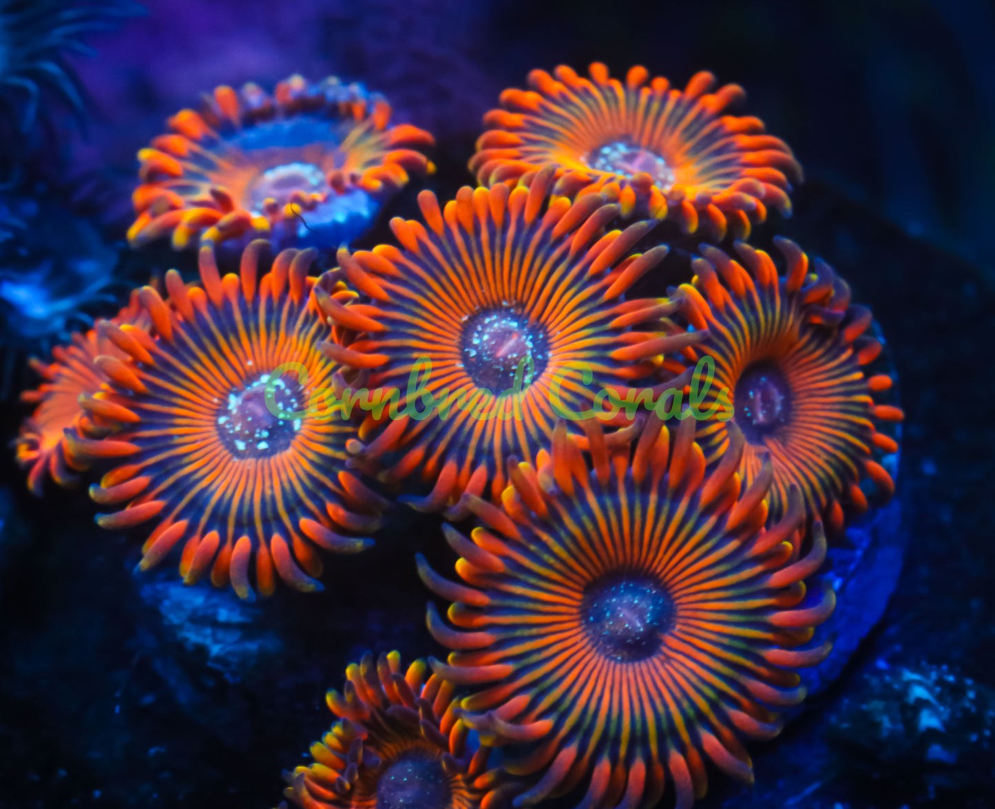 Cornbred's Orange Infusion Palys