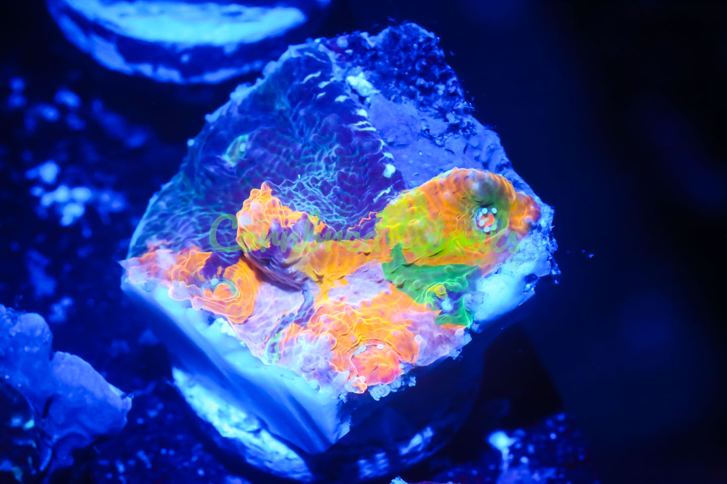 Cornbred's Bleeding Rainbow Chalice -WYSIWYG Frag