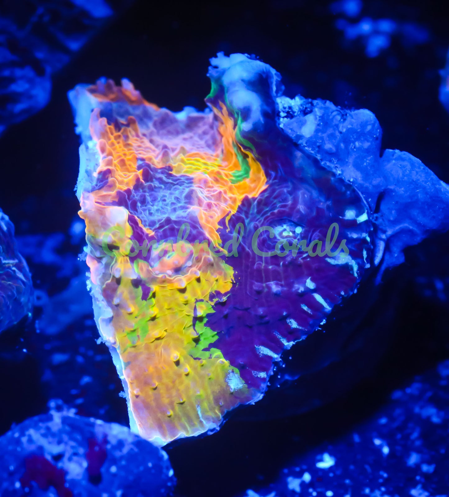 Cornbred's Bleeding Rainbow Chalice -WYSIWYG Frag