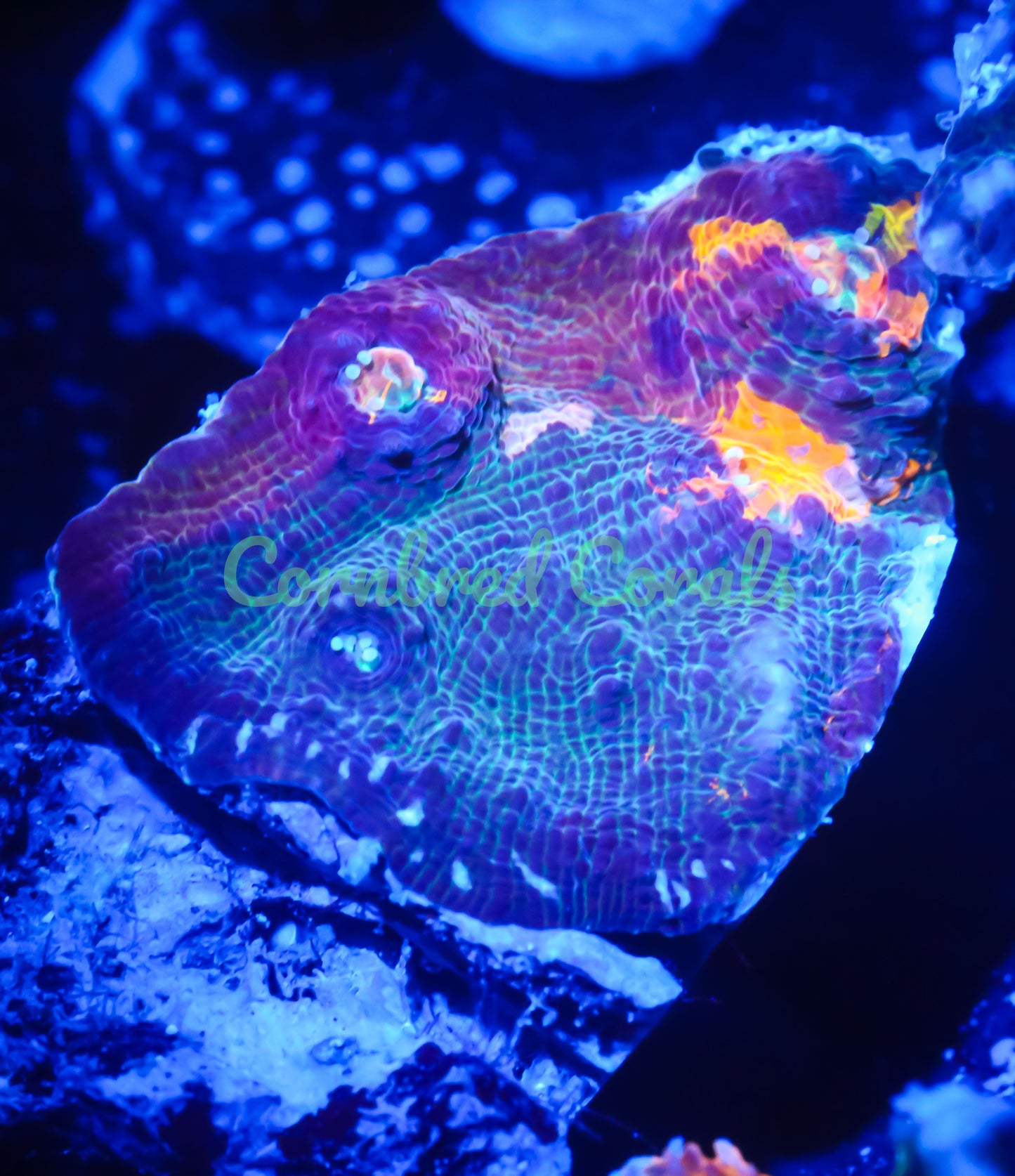 Cornbred's Bleeding Rainbow Chalice -WYSIWYG Frag