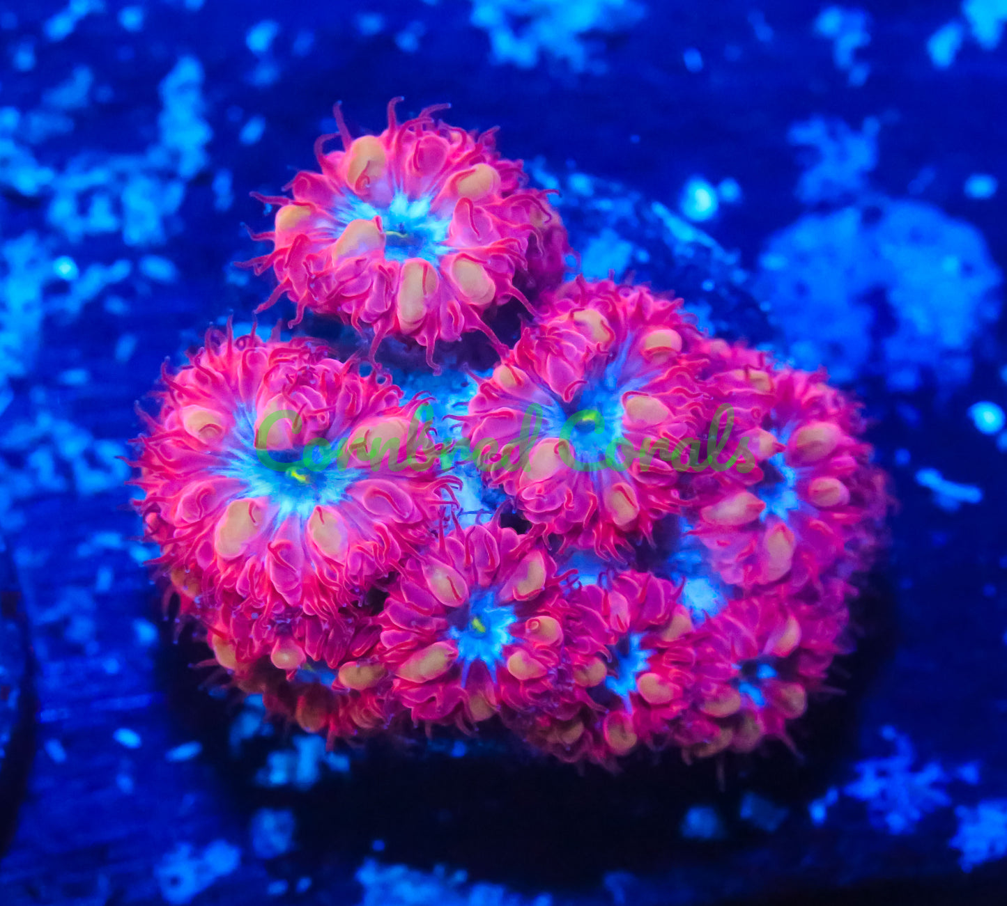 Cornbred's Red Queen Blasto