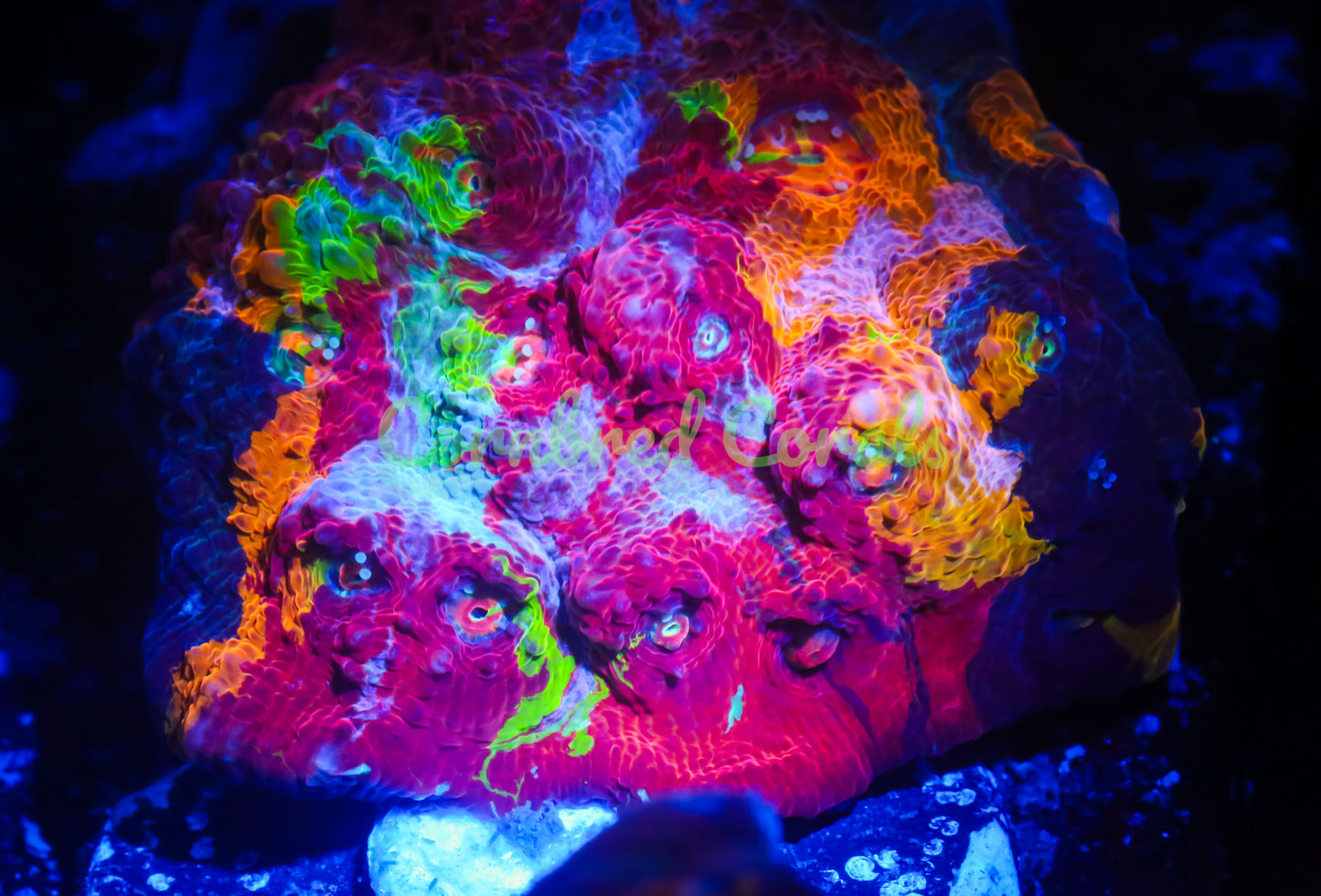 Cornbred's Bleeding Rainbows Chalice