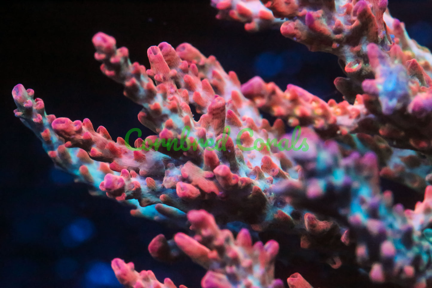 Cornbred's Tangerine Dreams Acro - WYSIWYG