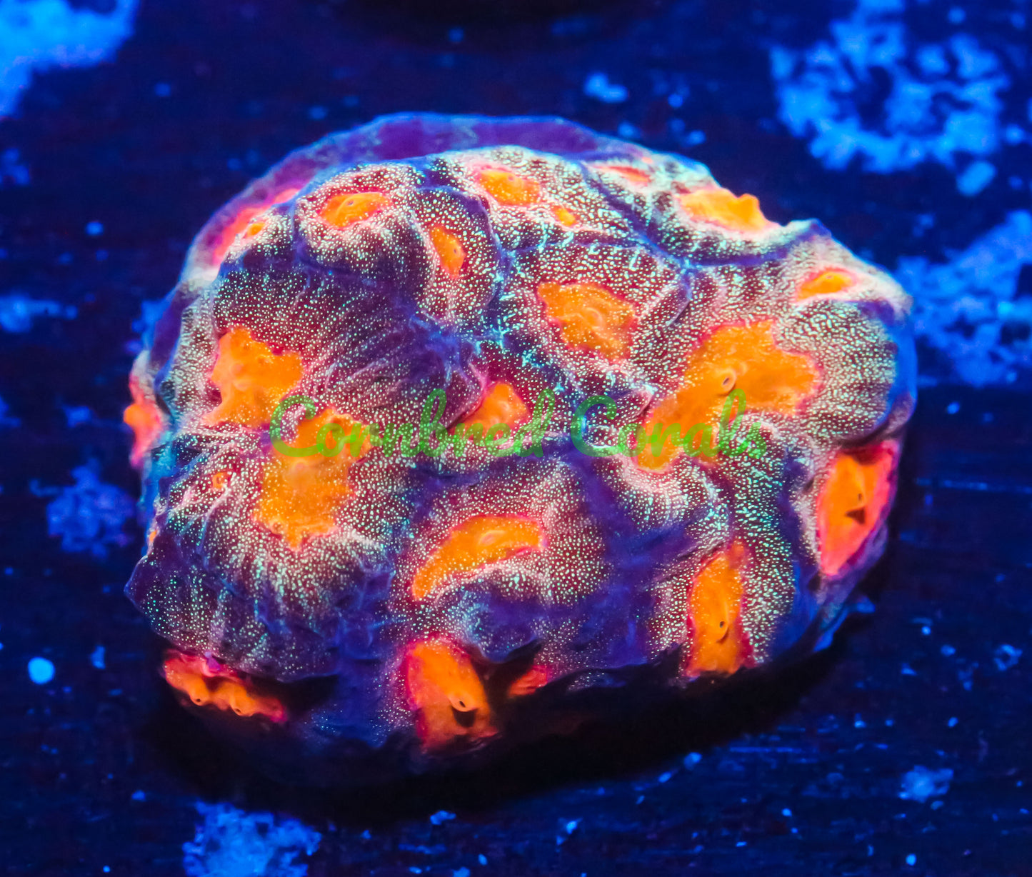 Cornbred's Baby's Breath Favia