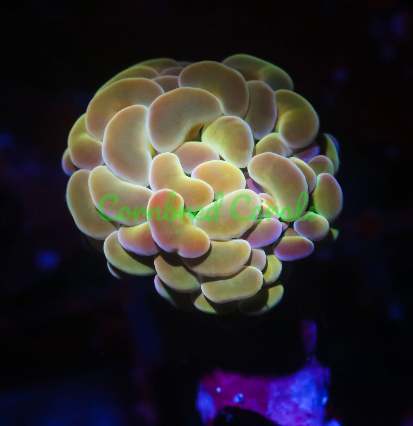 Cornbred's Solid Gold Branching Hammer
