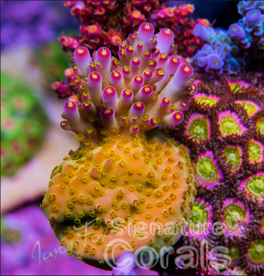 Cornbred Presents Jason Fox's Fantasy Island Acro - WYSIWYG