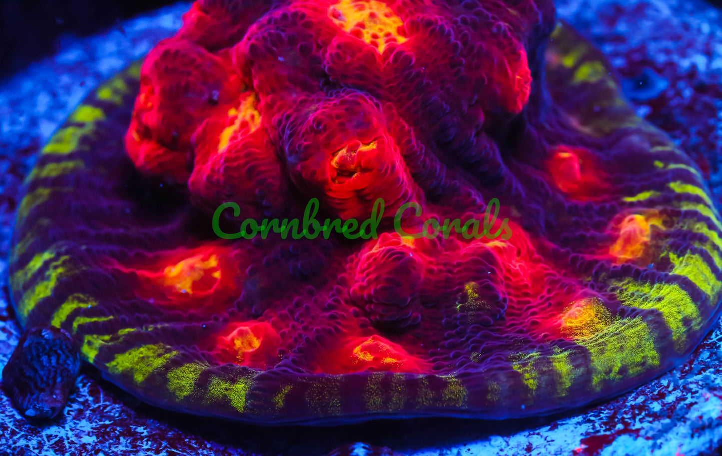 Cornbred Presents Jason Fox's Chemical Reaction Chalice - WYSIWYG