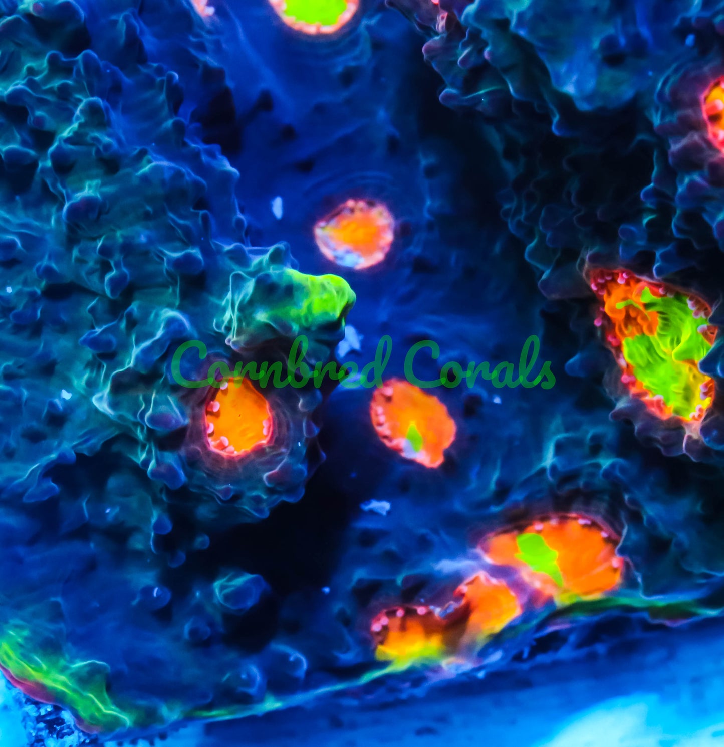 Cornbred's Crazy Trash Chalice - WYSIWYG