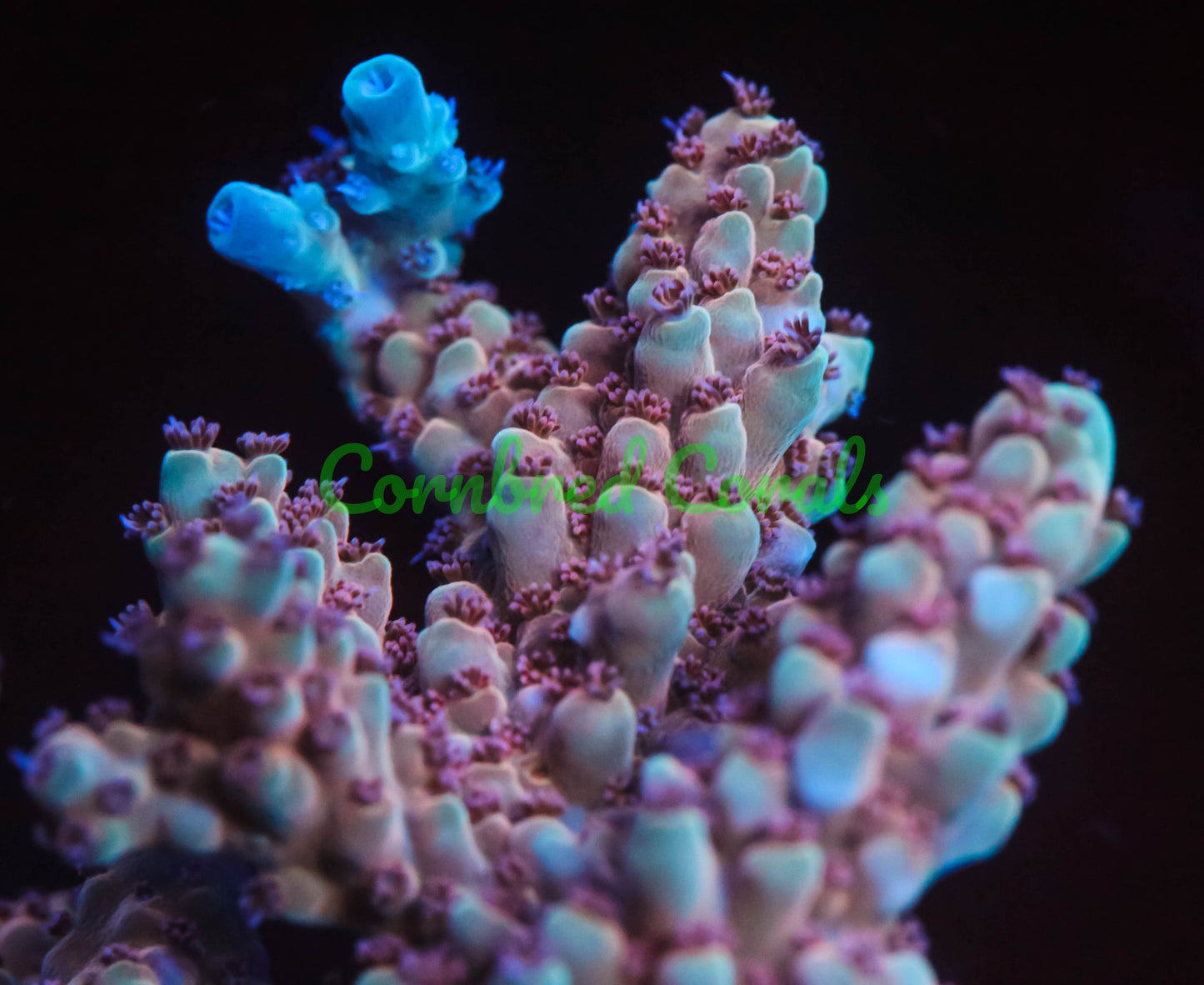 Cornbred's Inner Core Acro