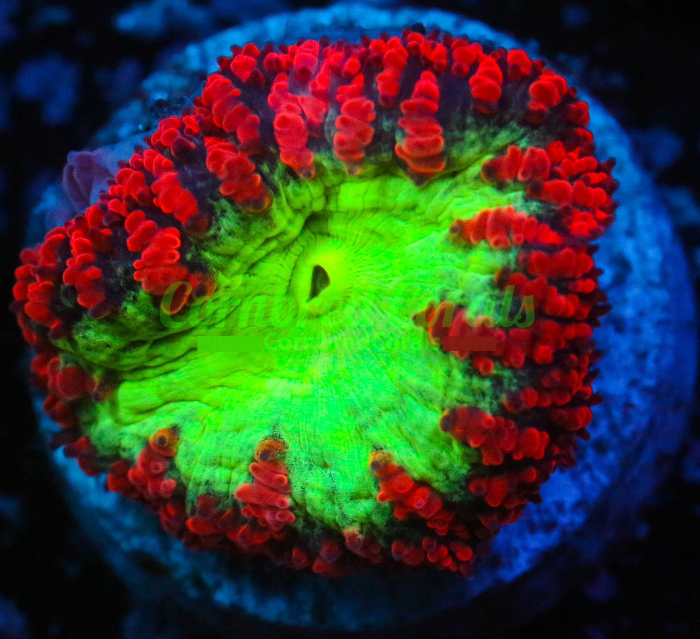 Cornbred's Toxic Blast Blasto