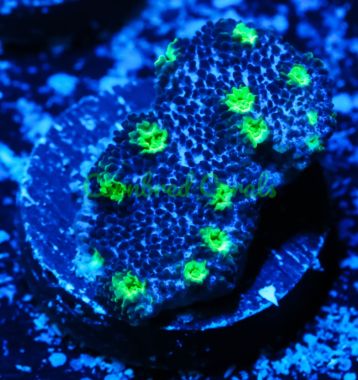 Cornbred's Alien Egg Cyphastrea