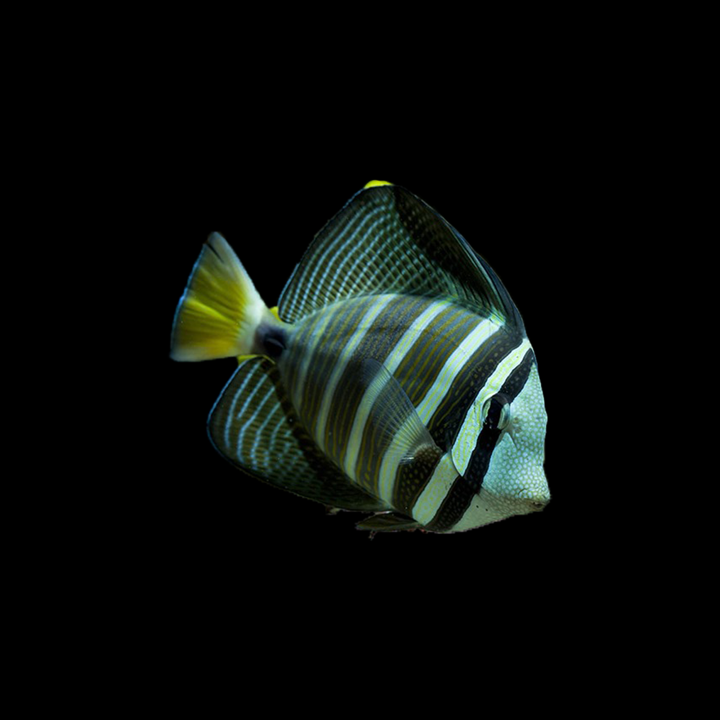 Sailfin Tang