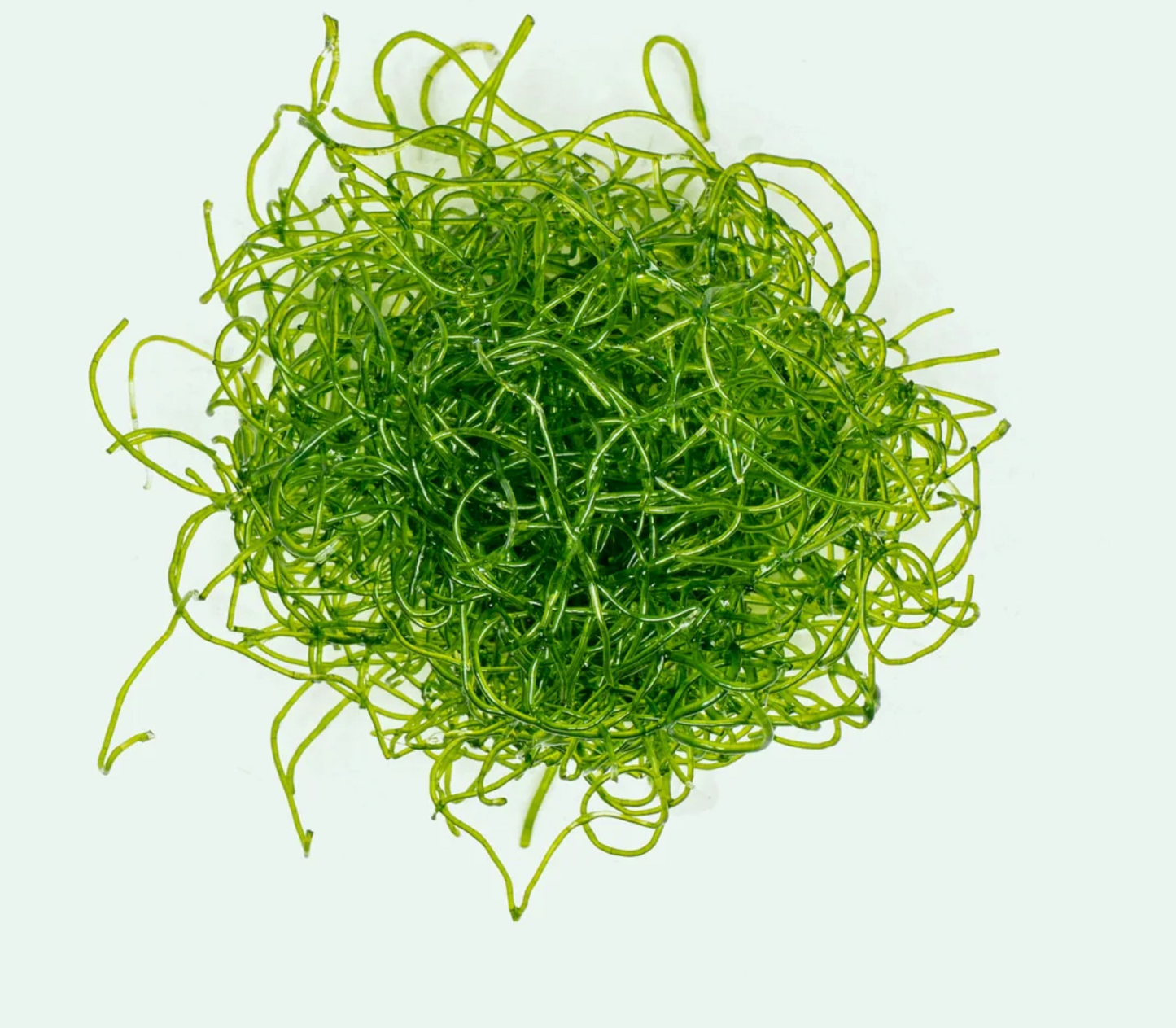 Cornbred’s Chaetomorpha Macro Algae - Frag
