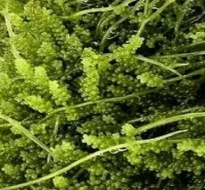 Cornbred’s Grape Caulerpa Macro Algae