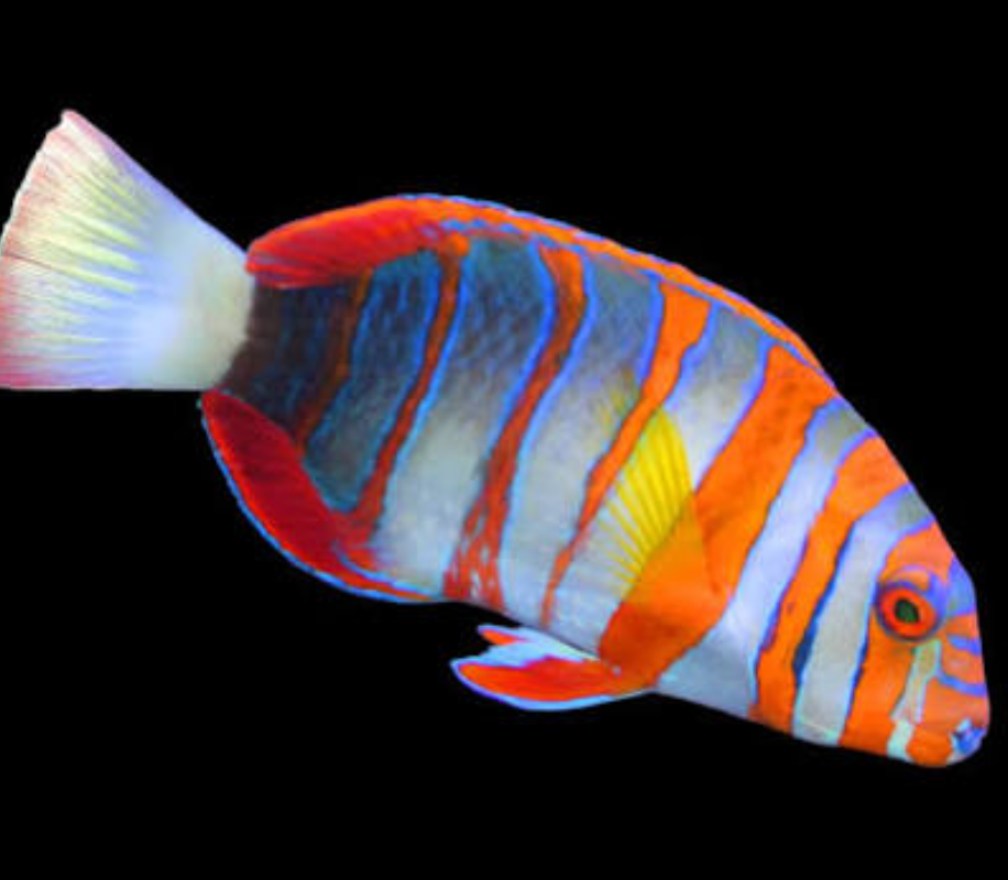 Harlequin tusk fish