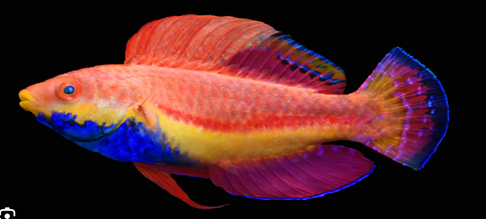 Sailfin Fairy Wrasse