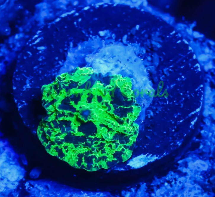 Cornbred's Kryptonite Mushroom - Frag