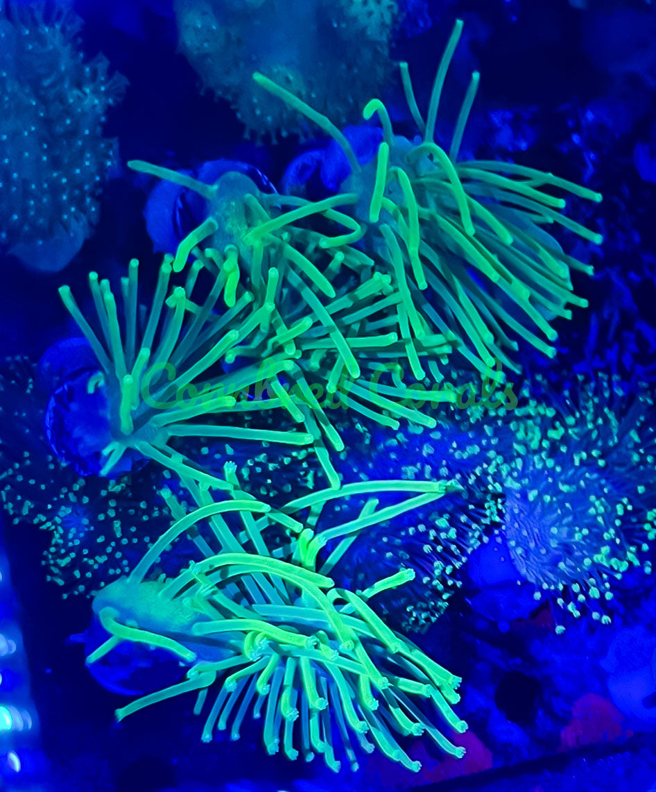Cornbred's Japanese Green Weeping Willow Toadstool