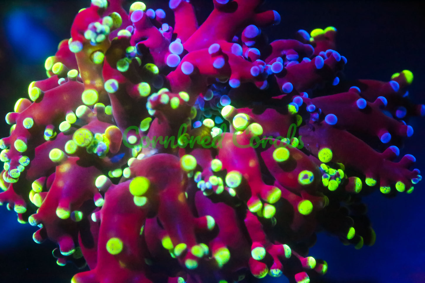Cornbred's Nuclear Bicolor Frogspawn