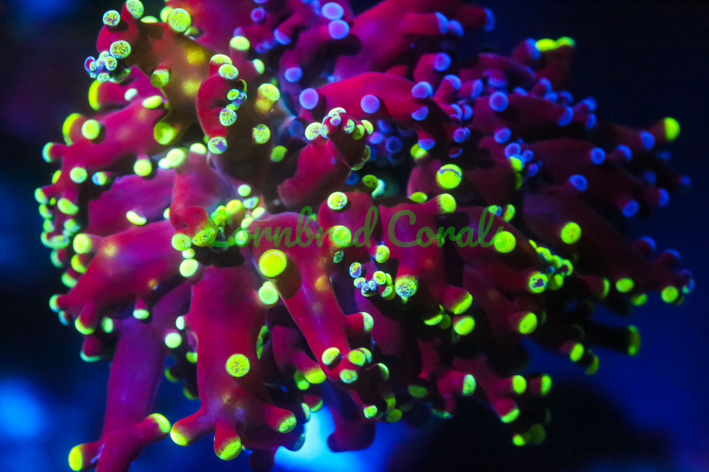 Cornbred's Nuclear Bicolor Frogspawn