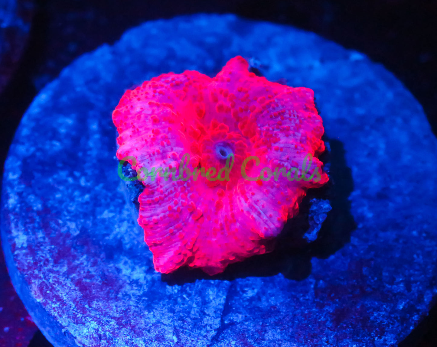 Cornbred's Ultimate Pink Discosoma Mushroom