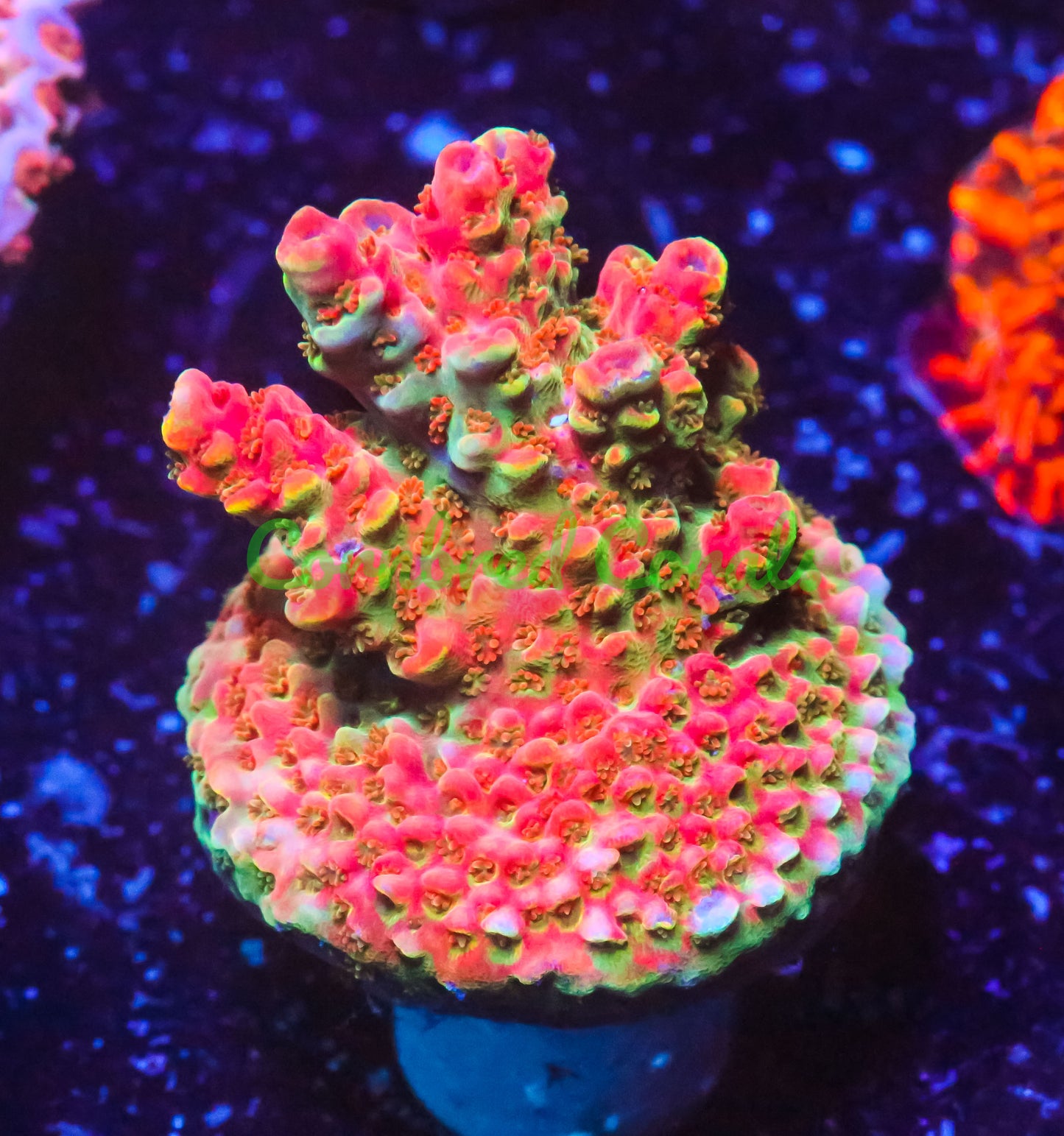 Cornbred's Bill Murray Acro