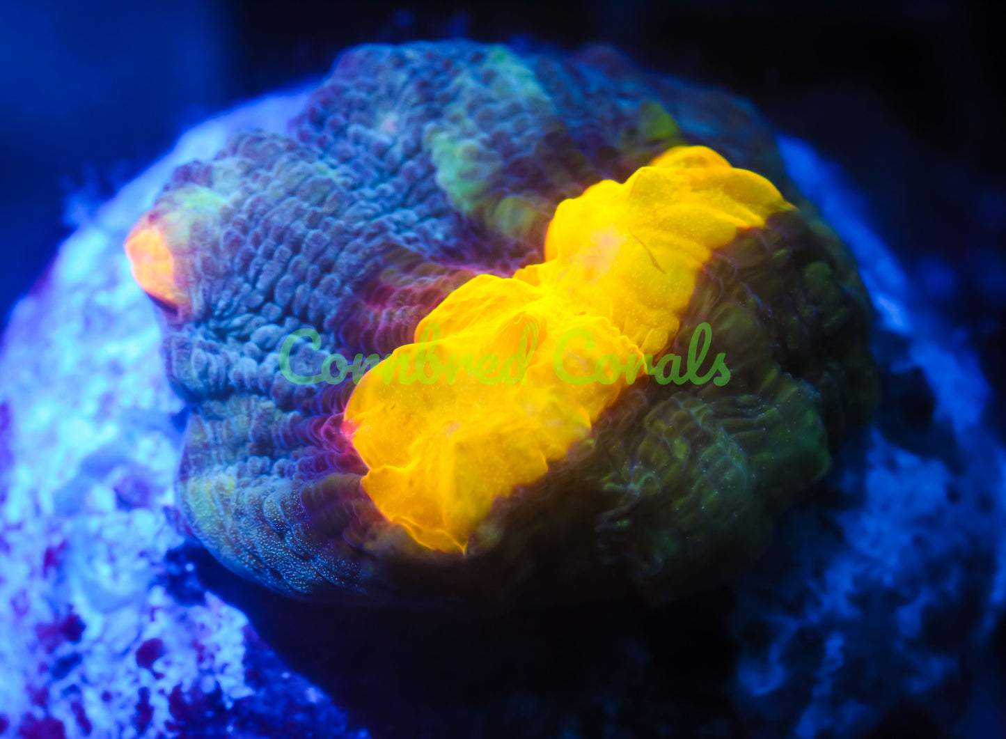 Cornbred Presents WWC's Sundrop Mycedium Chalice - WYSIWYG