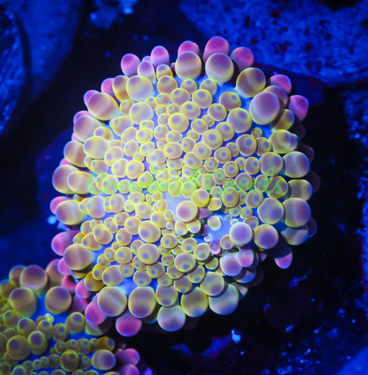 Cornbred's Queen Yum Yum Yuma Mushroom - WYSIWYG